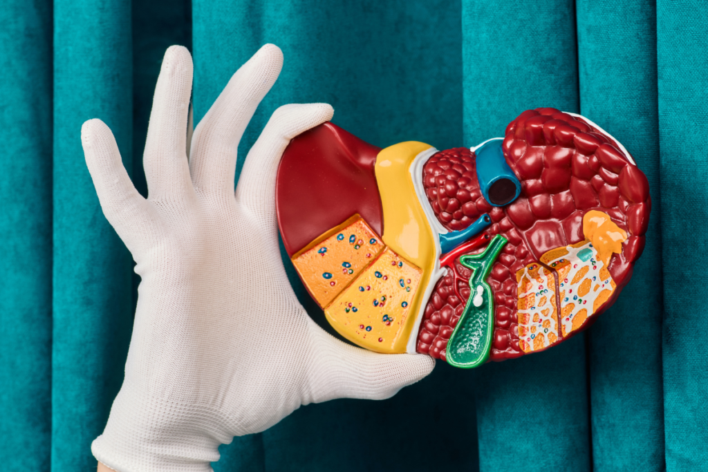 Anatomical model of the human liver representing the body's natural detoxification processes