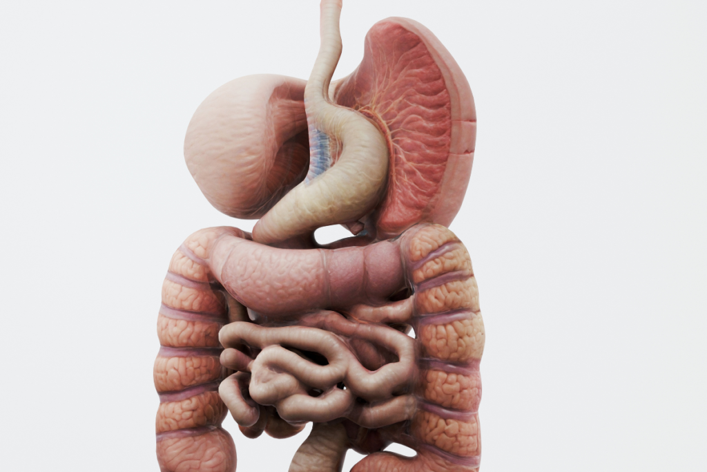 3D illustration of the human digestive system showing the stomach and intestines