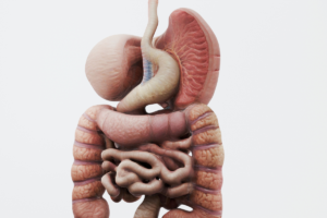 3D illustration of the human digestive system showing the stomach and intestines