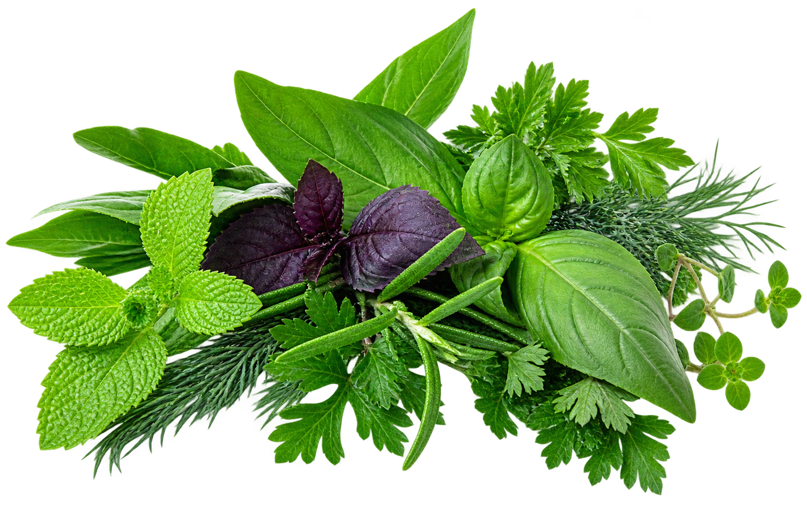Fresh herbs and leaves